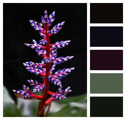 Plant Aechmea Blue Tango Flower Image